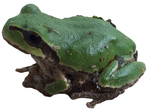Green Frog Developer